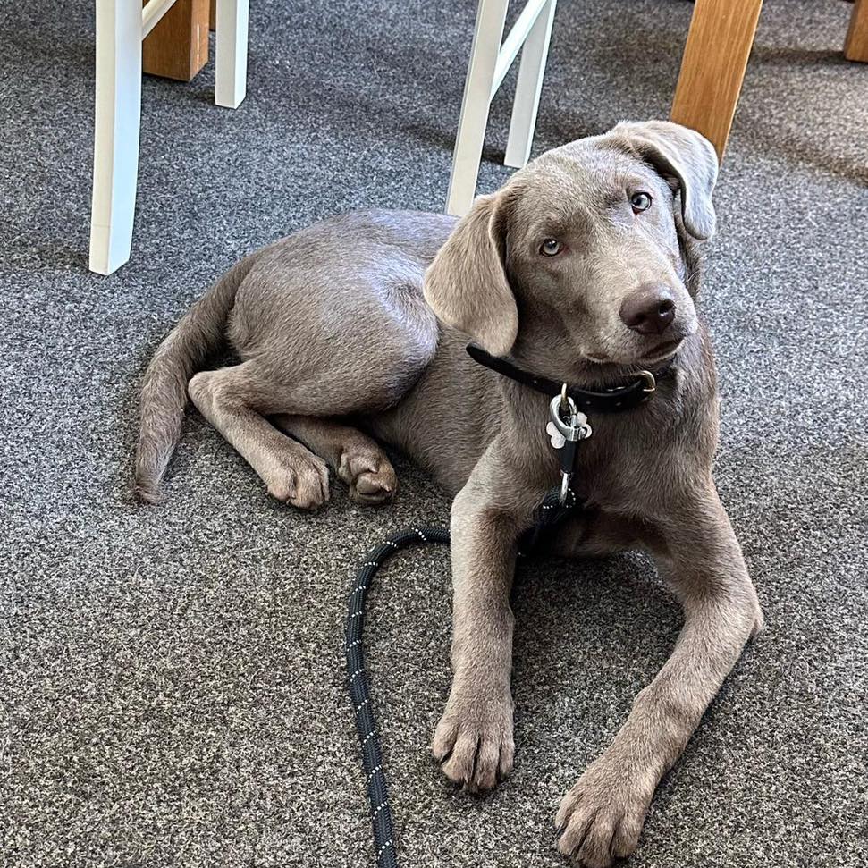 SilverBack Labradors