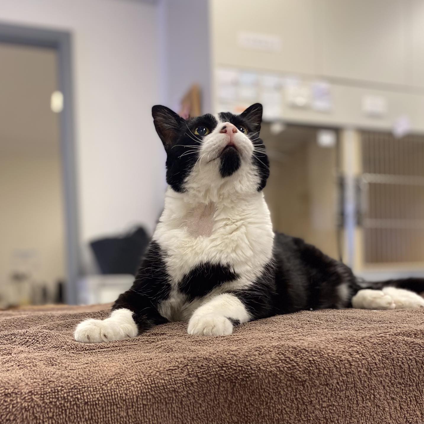 💙 ️ Visits from Rueben always make... - Perth Cat Hospital