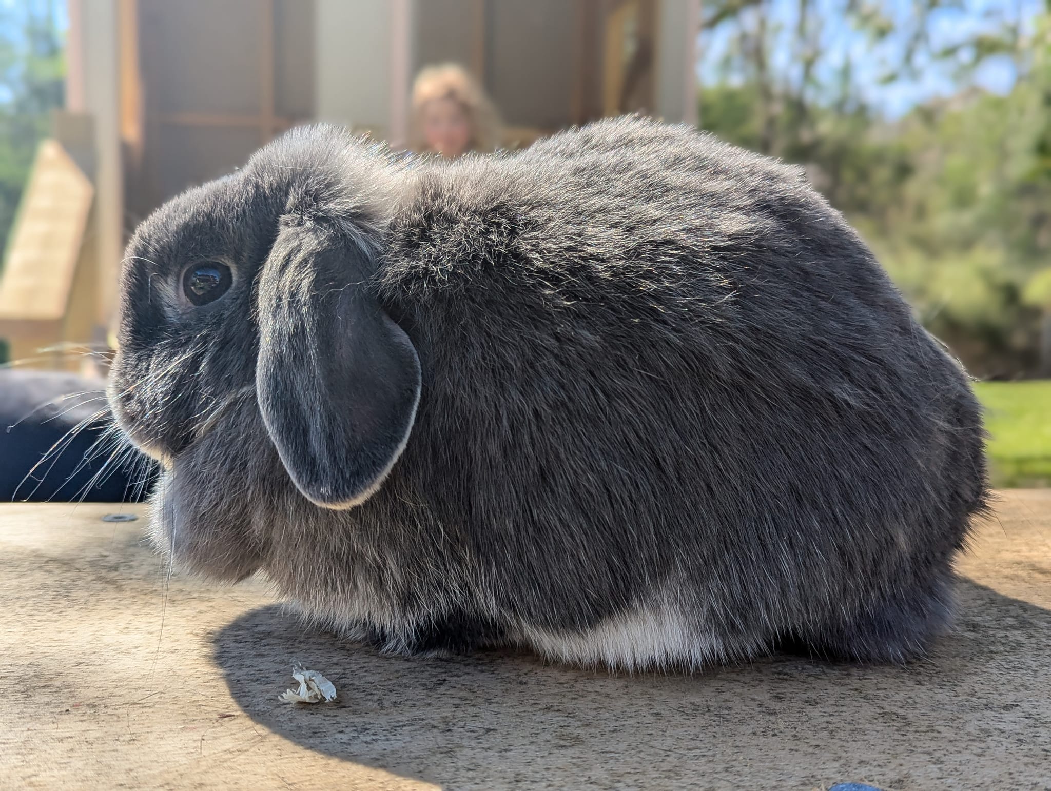 👀🏡 Available. Ocean. Roughly 2.5yo... - Wrina Lop Rabbits | Facebook
