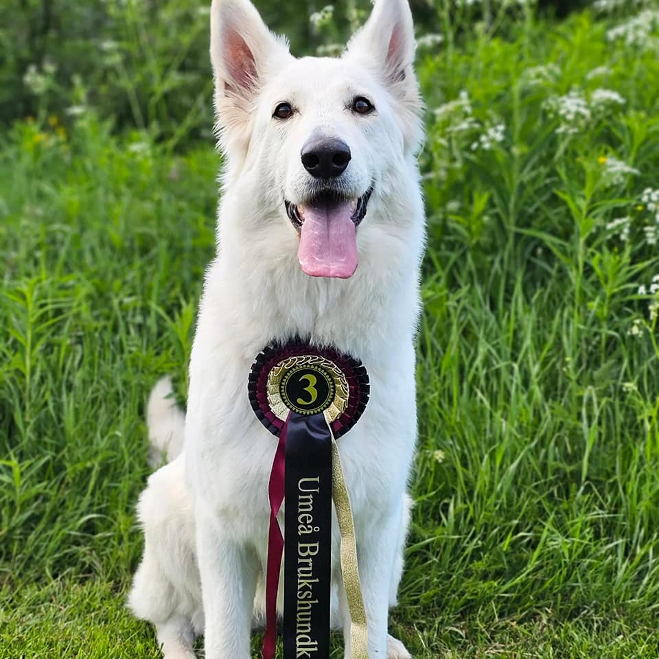 Riddarängens kennel | Rimbo