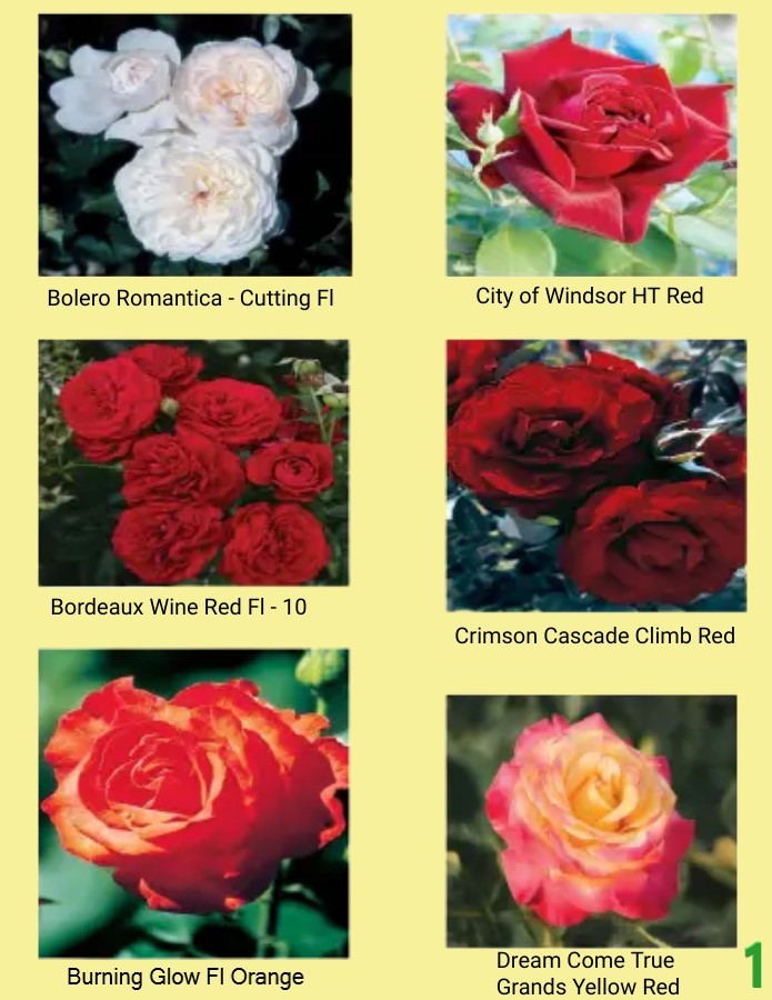 The colour options for roses... - The Flower Pot (Barbados) | Facebook