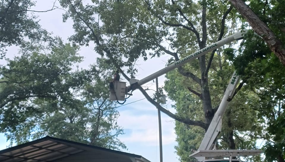 Patterson Tree & Lawn Service | Lowndesville SC