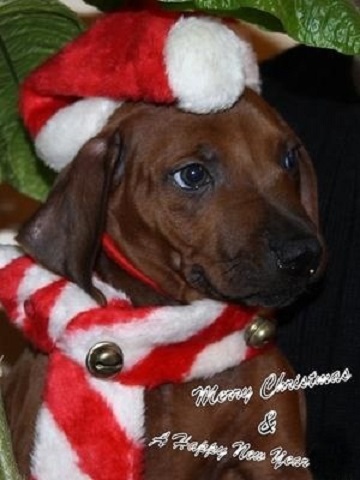 Rhodesian Ridgeback Kennel of Mombasa - Kwelanga