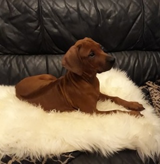 Rhodesian Ridgeback Kennel of Mombasa - Kwelanga