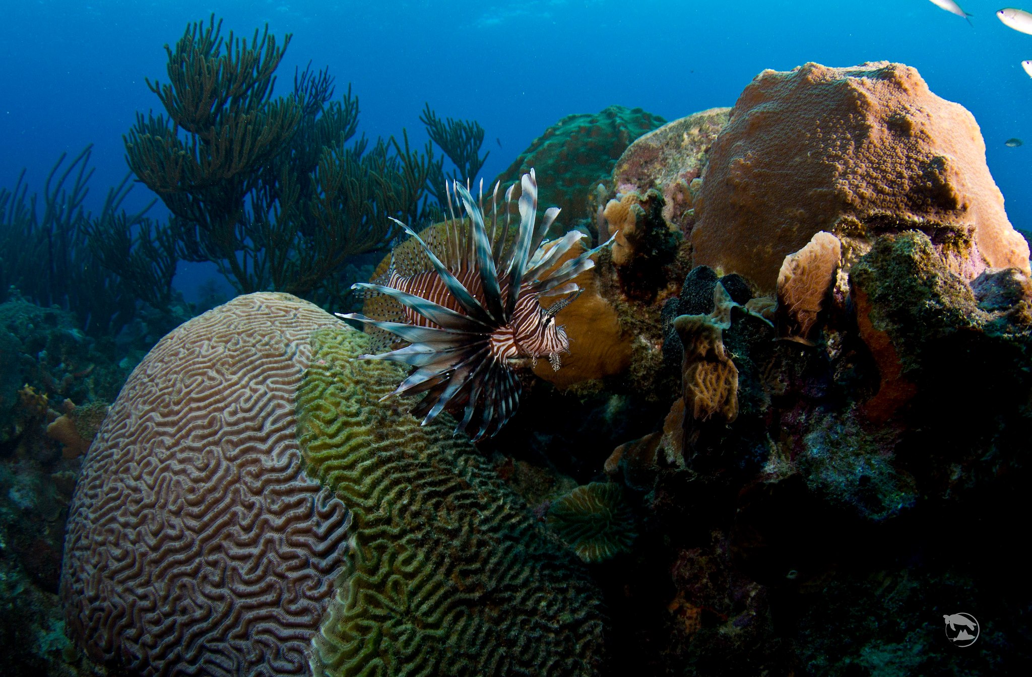 REEF Invasive Lionfish... - REEF Invasive Lionfish Program