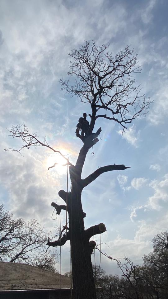 TreeOps Tree Service