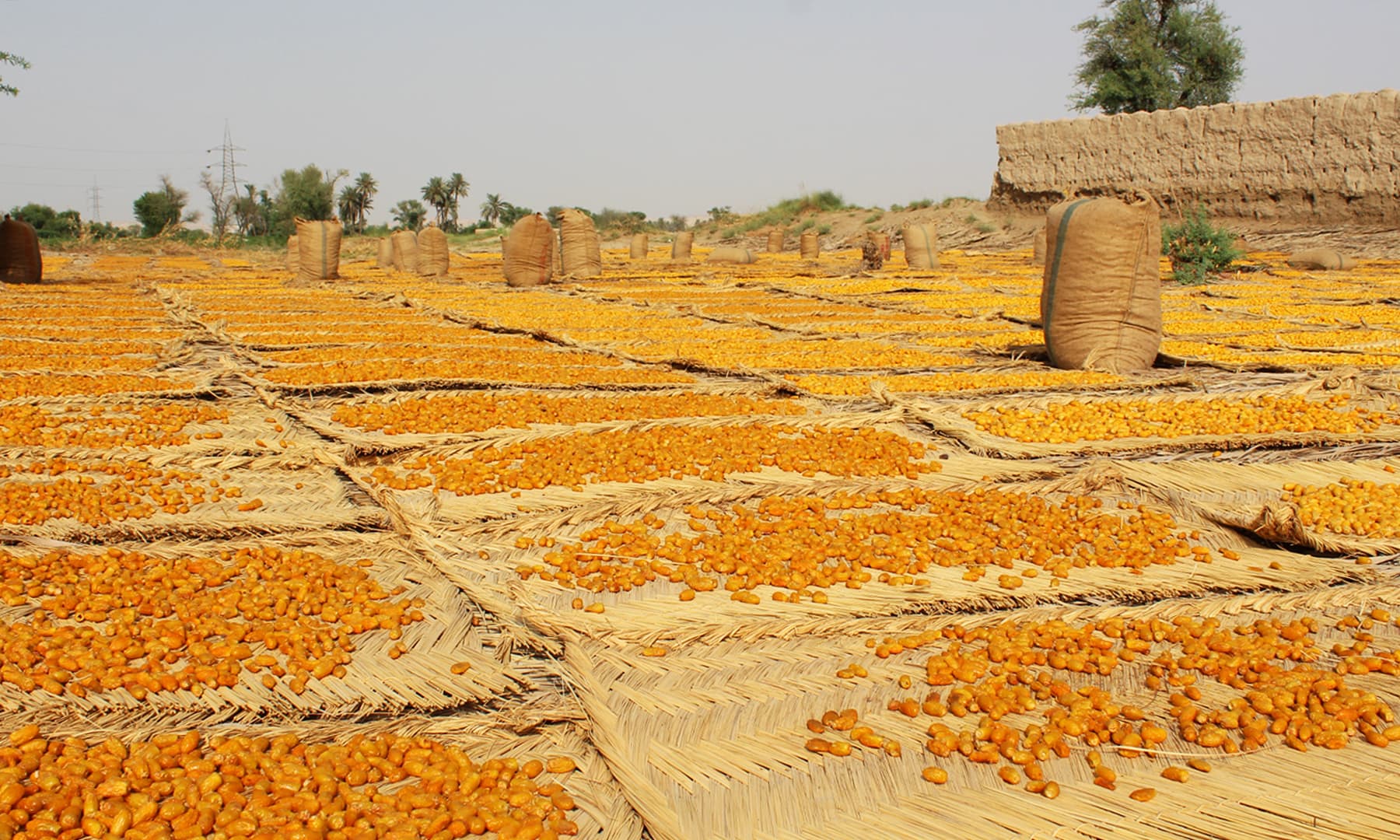 Dates Factory | Khairpur
