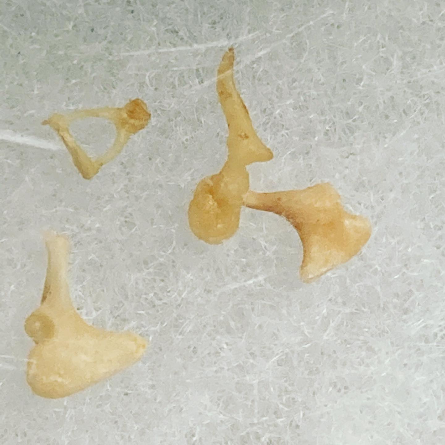 こころカイロプラクティック - リアル耳小骨(槌骨・砧骨・鐙骨) Auditory ossicles...