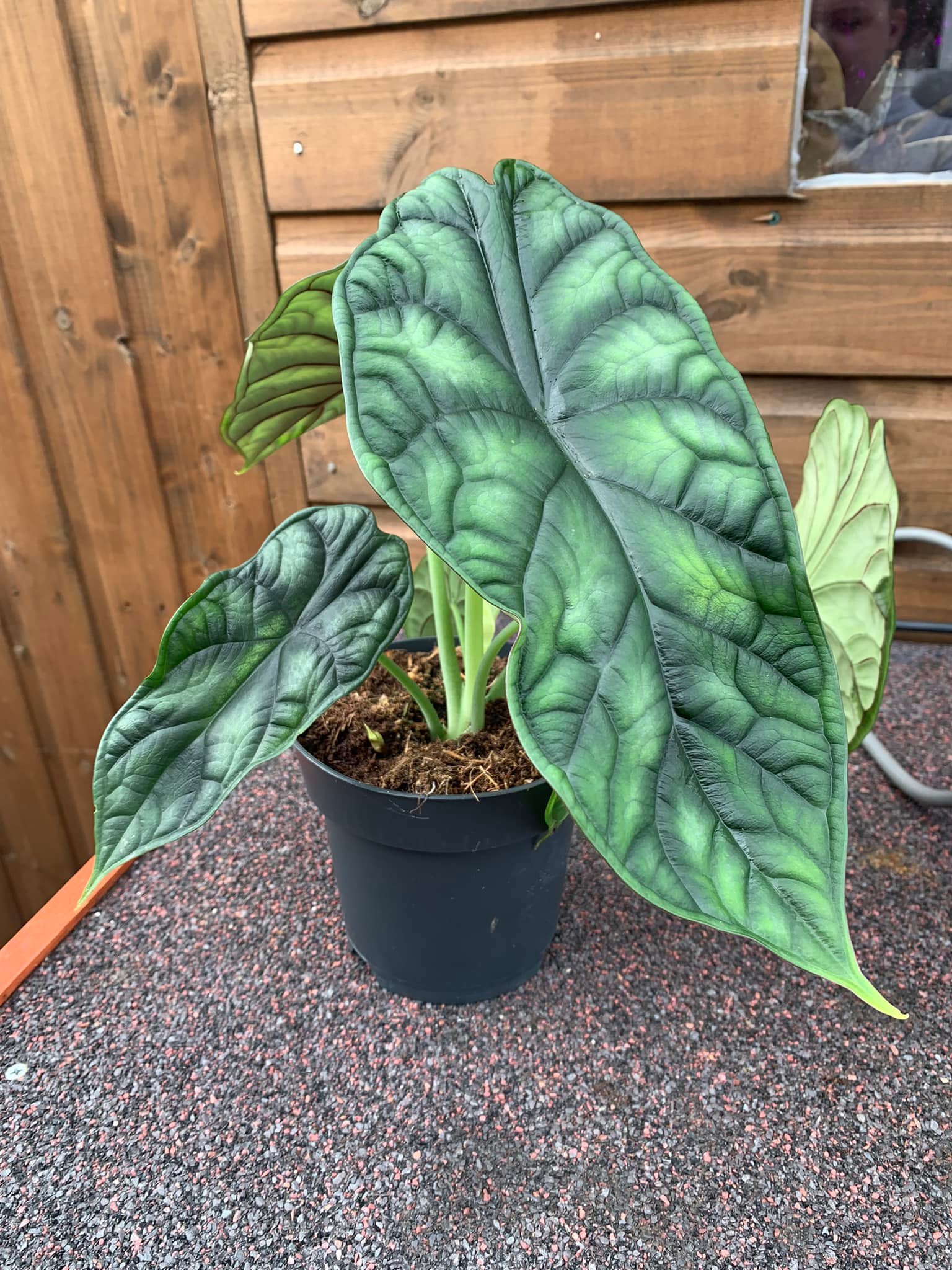 For show 🐉 Platycerium Hillii 'Dragon Claw #2'