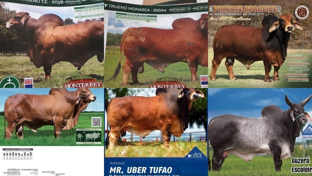 Ganadería Hernández - #Ganaderia_Hernandez Un toro muy consentido para ...