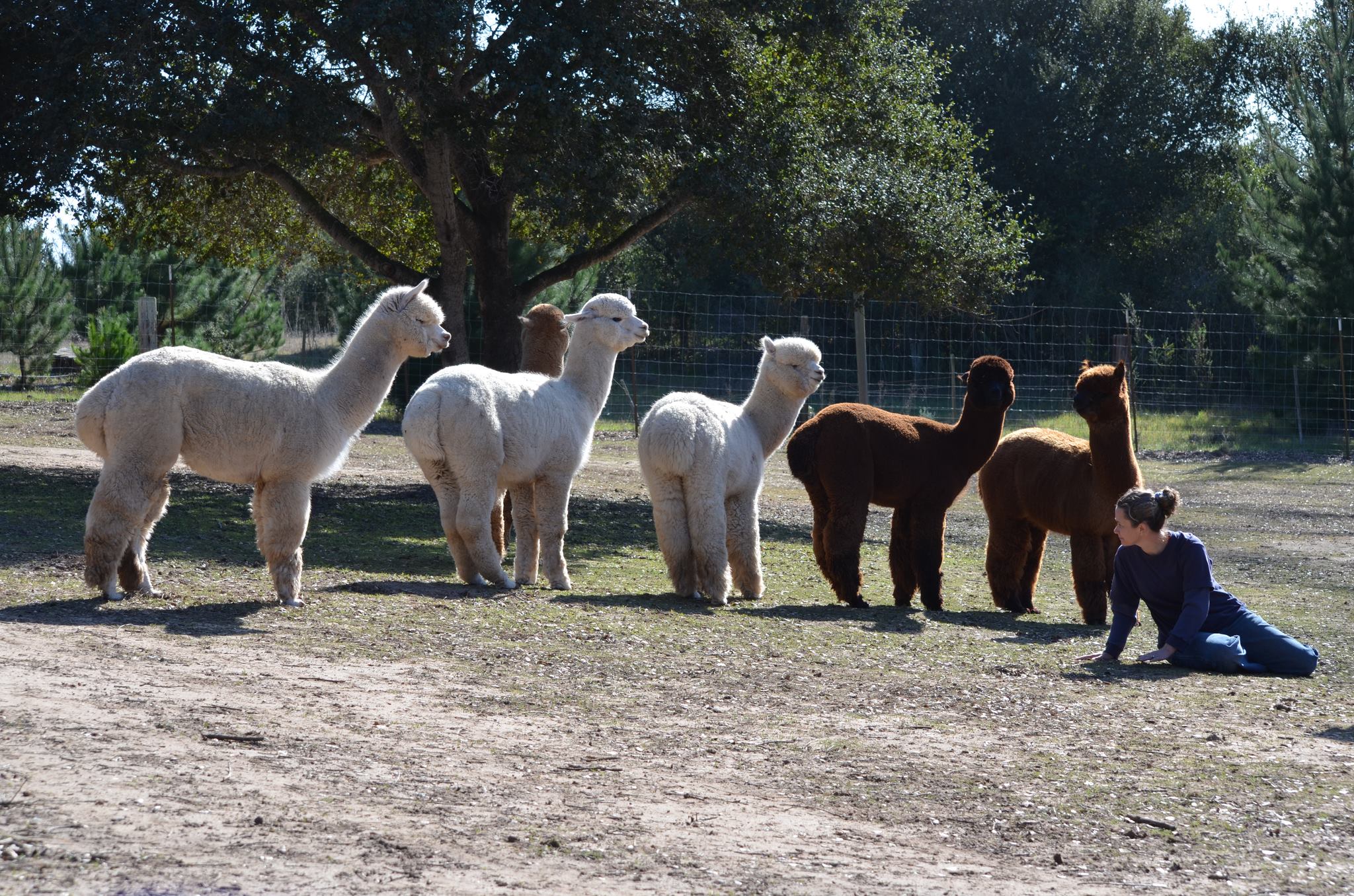 101 Alpacas Ranch | Prunedale CA
