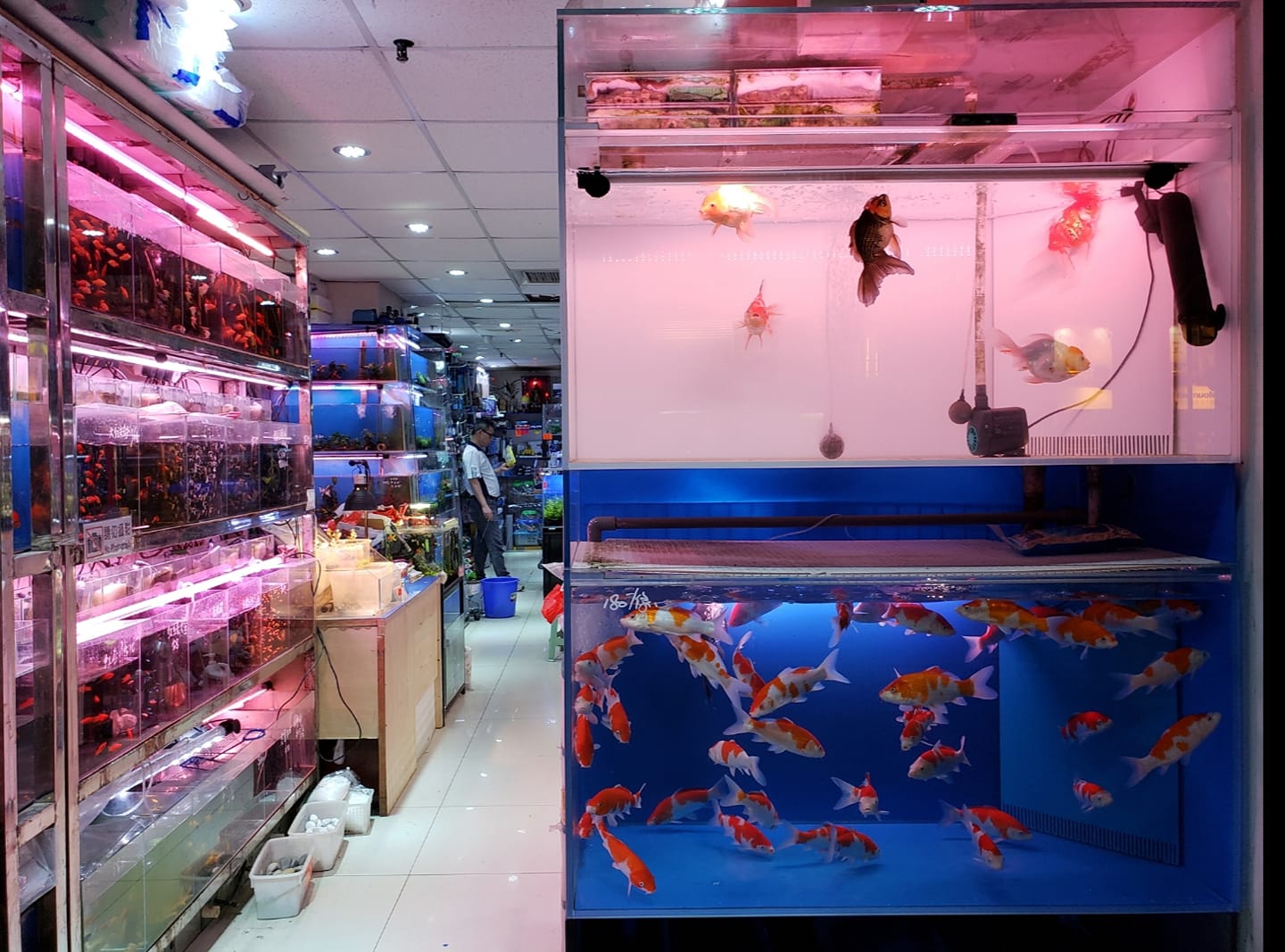 Colour - #驰名三间庄手工猪肉圆来咯 老板纯手工制作，无防腐剂，采用新鲜的材料制作，老板的猪肉丸，咬一口超有弹性的，煮汤，煮面一级棒 ...