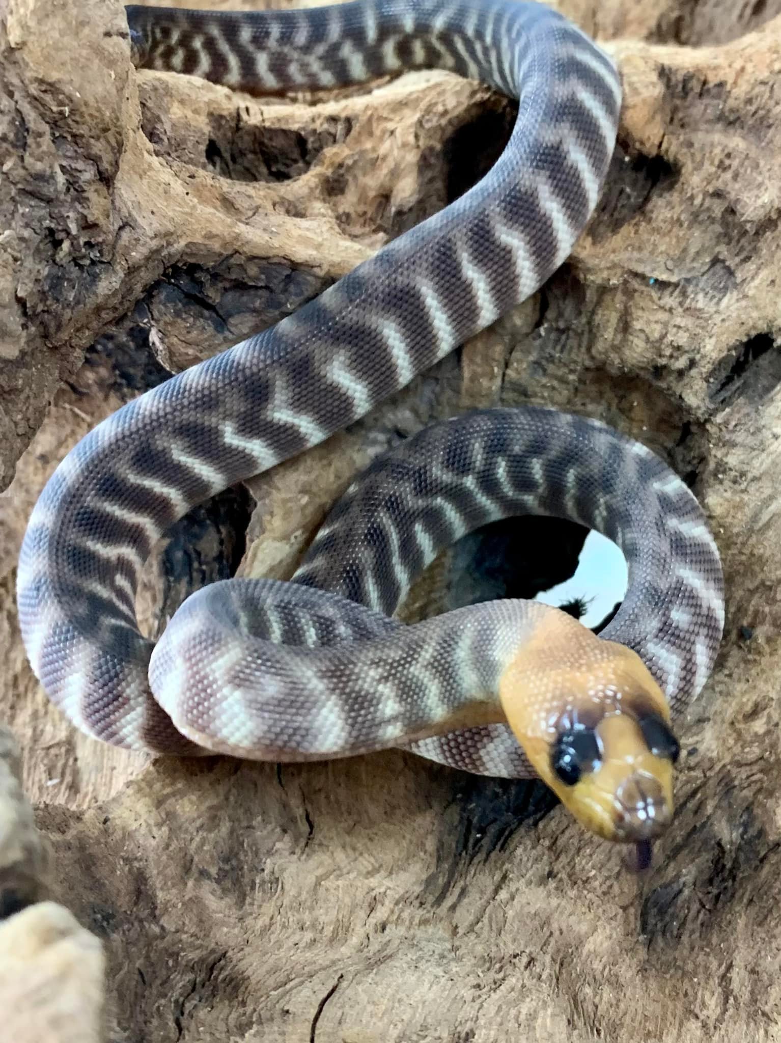 Woma Pythons now available. - Plymouth Reptiles | Facebook
