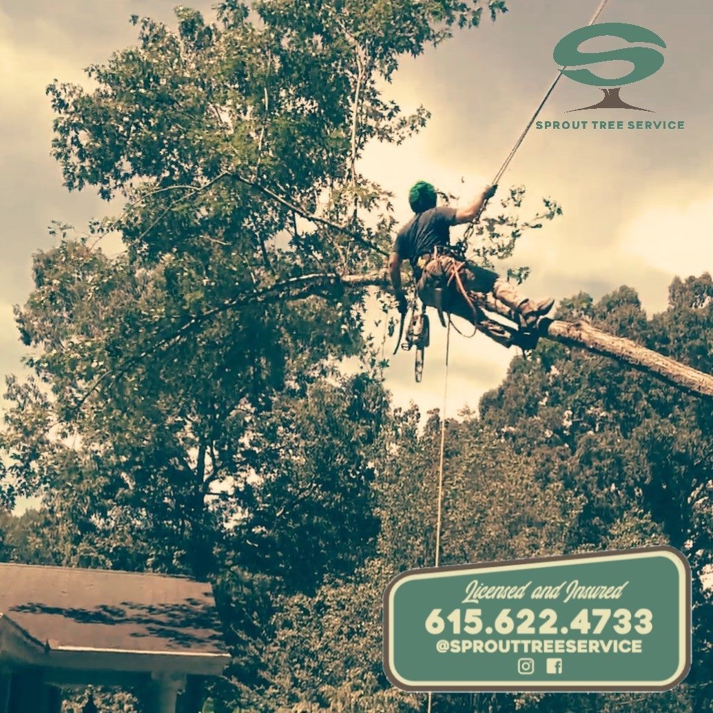 This can happen when a pruning cut is made in the wrong place. Instead ...
