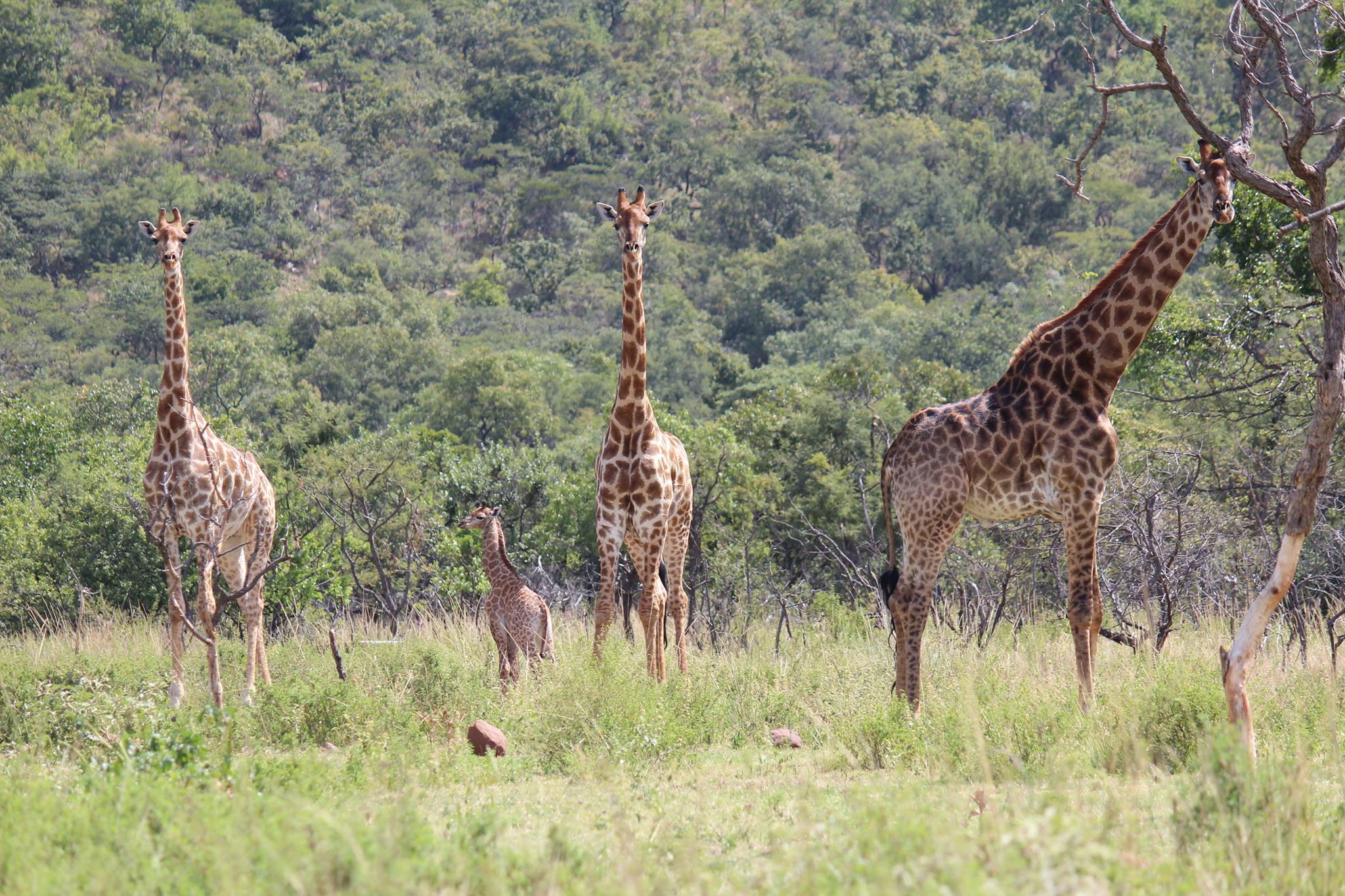 Nada Hunting | Modimolle