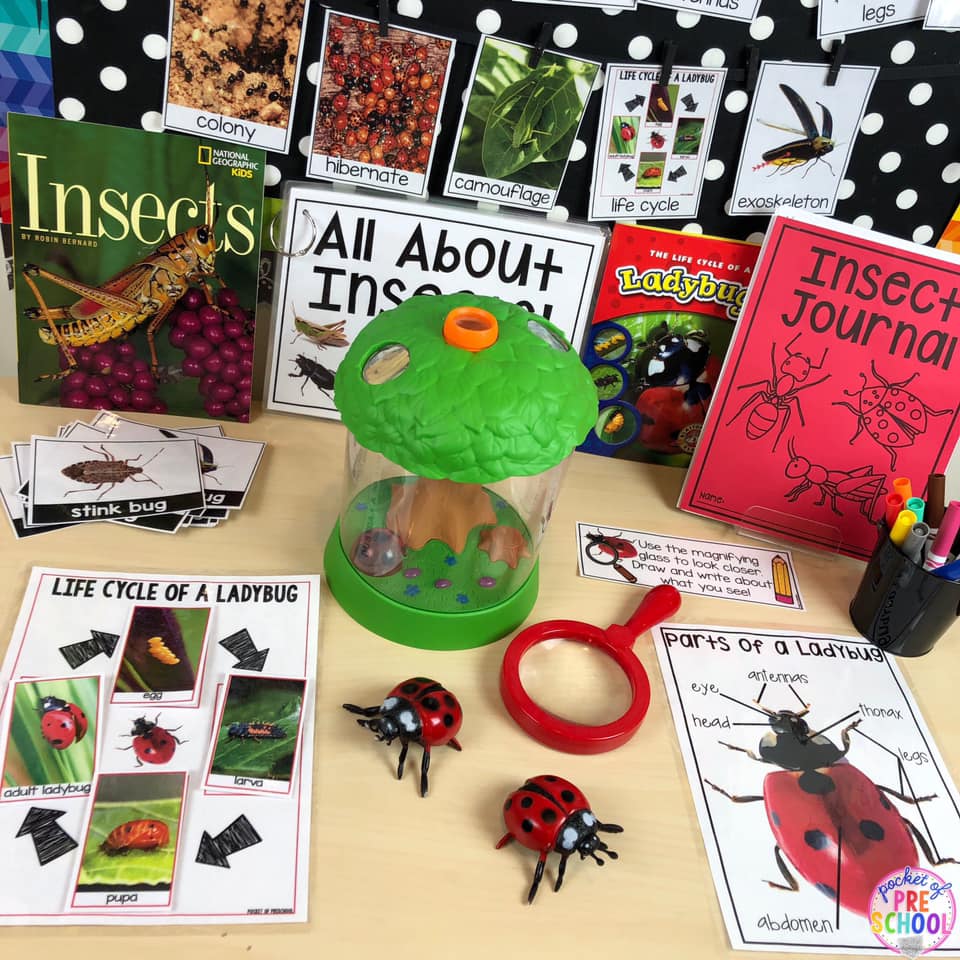 Explore insects in the science... - Pocket of Preschool | Facebook