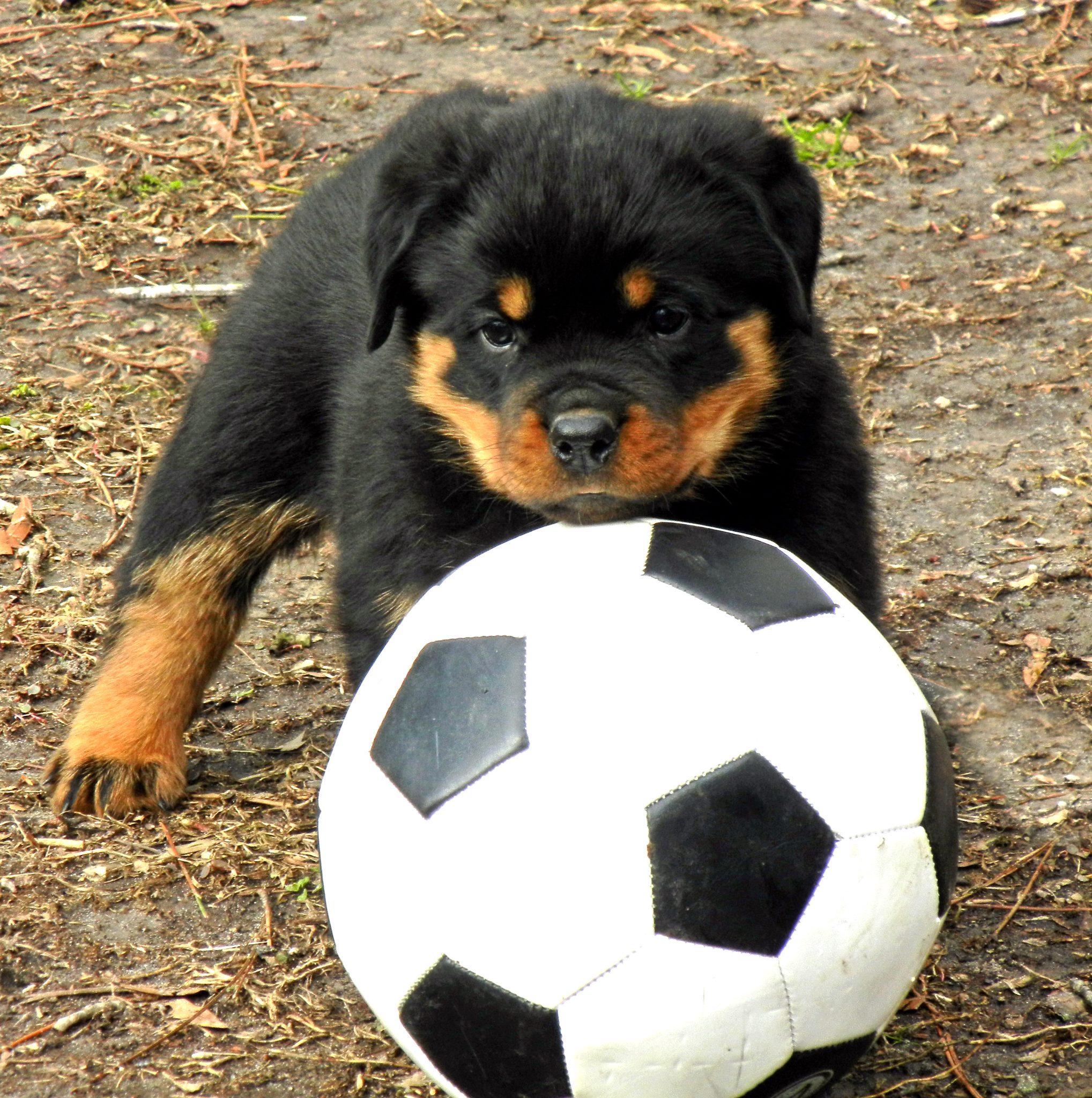 Radio Ranch Rottweilers