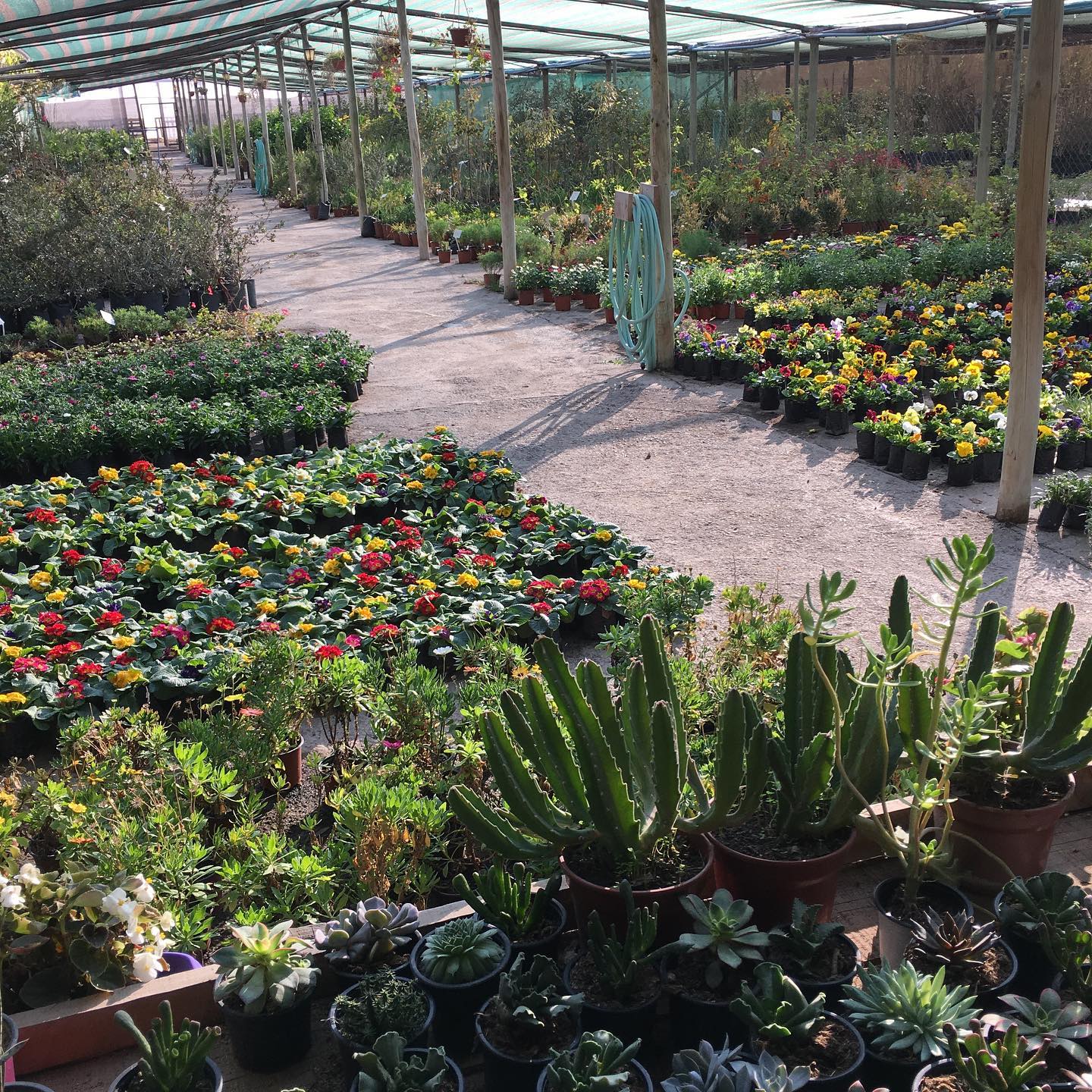 Vivero Multiplant added a new photo. - Vivero Multiplant