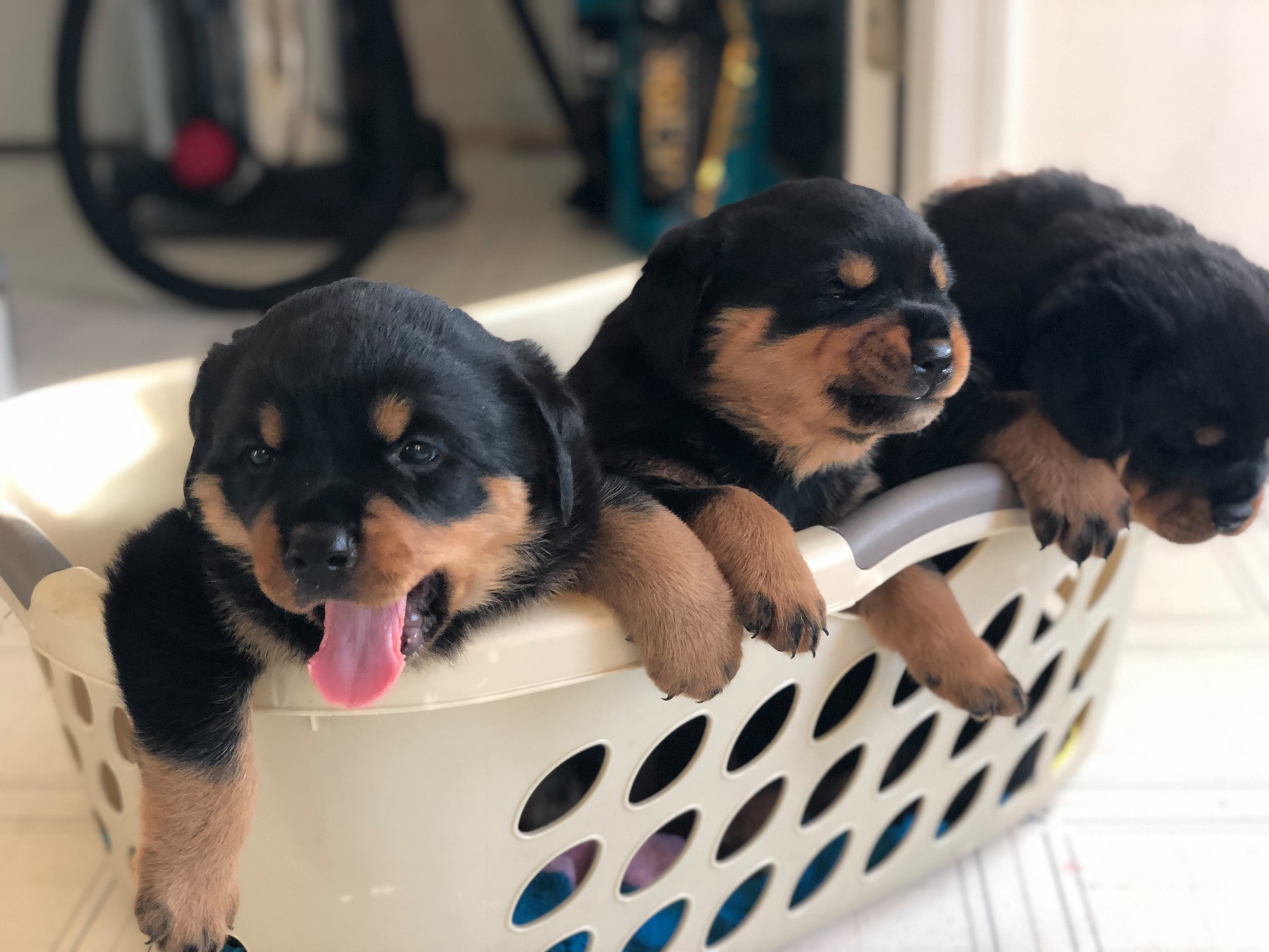 AKC Virginia Rottweilers & Frenchies