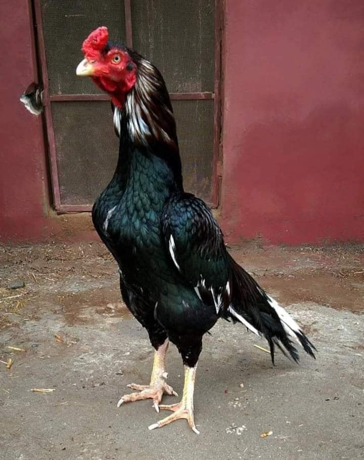 Kifayat BIRDS SHOP | Bannu