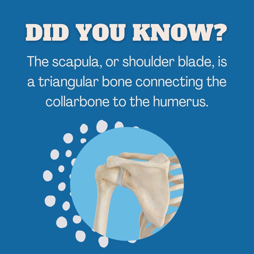 💡Scapula fact💡 The scapula... - Northcote Osteopathic Clinic | Facebook