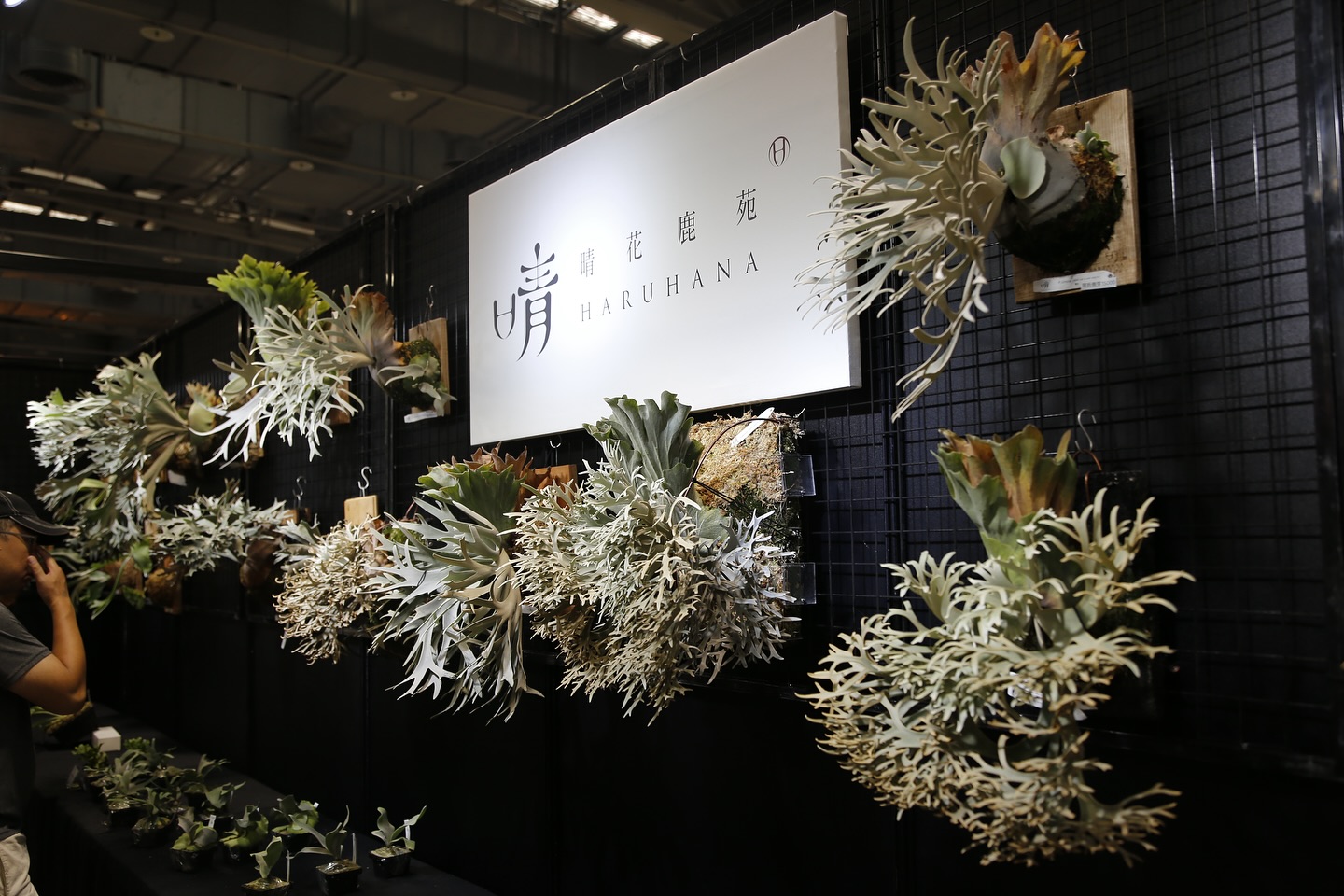 晴花鹿苑 | Xinbei