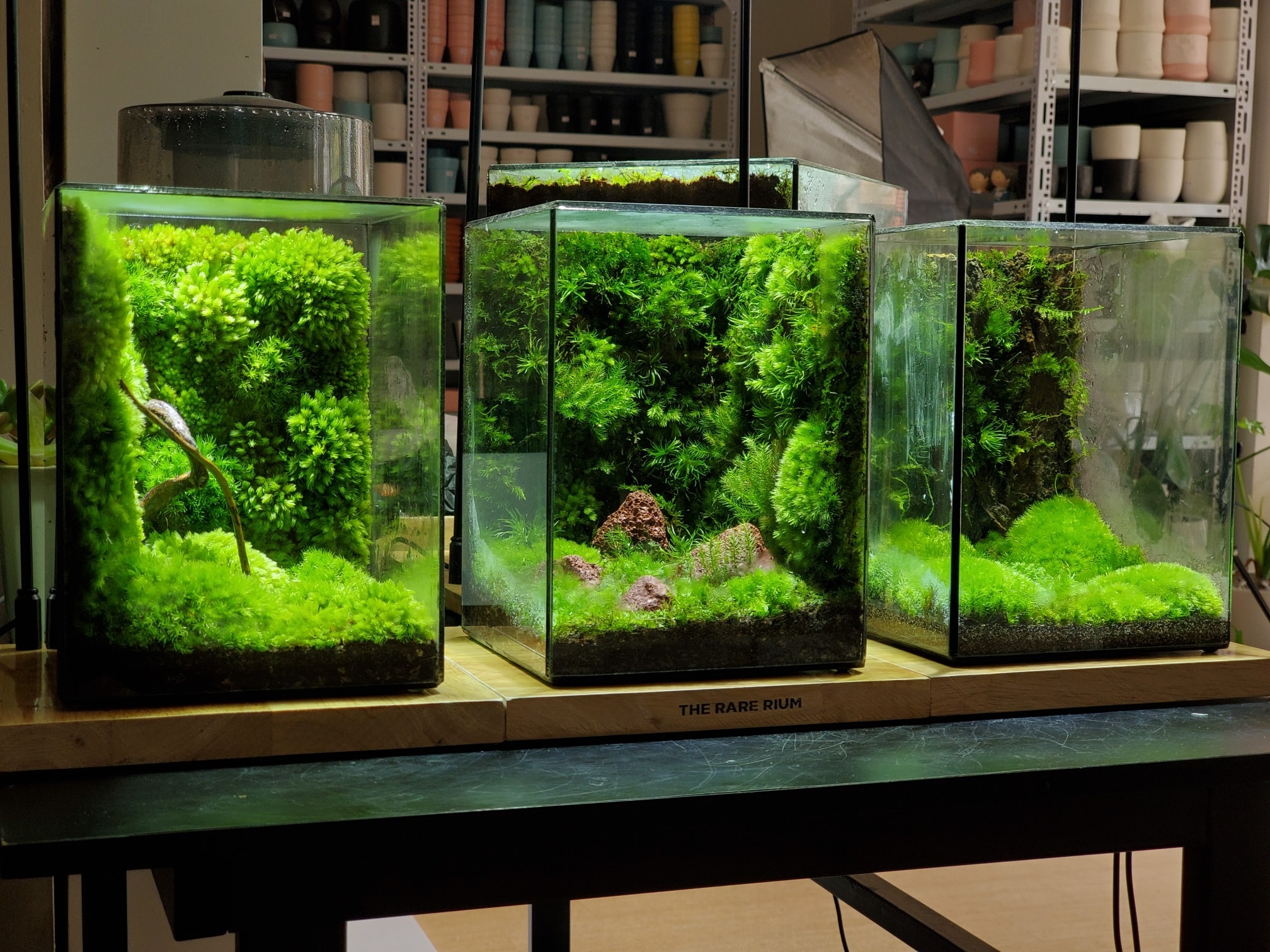 𝑻𝒉𝒆 𝑴𝒐𝒔𝒔 𝑾𝒂𝒍𝒍 - 𝑫𝒆𝒍𝒖𝒙𝒆... - The Rare Rium - Plant & Moss Art