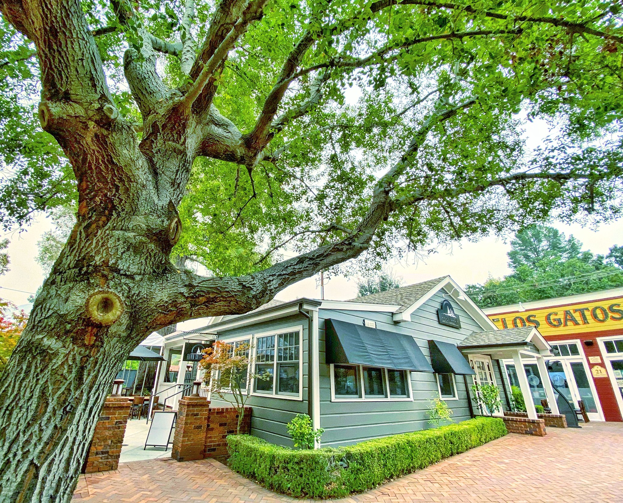 Eleven College Ave | Los Gatos CA