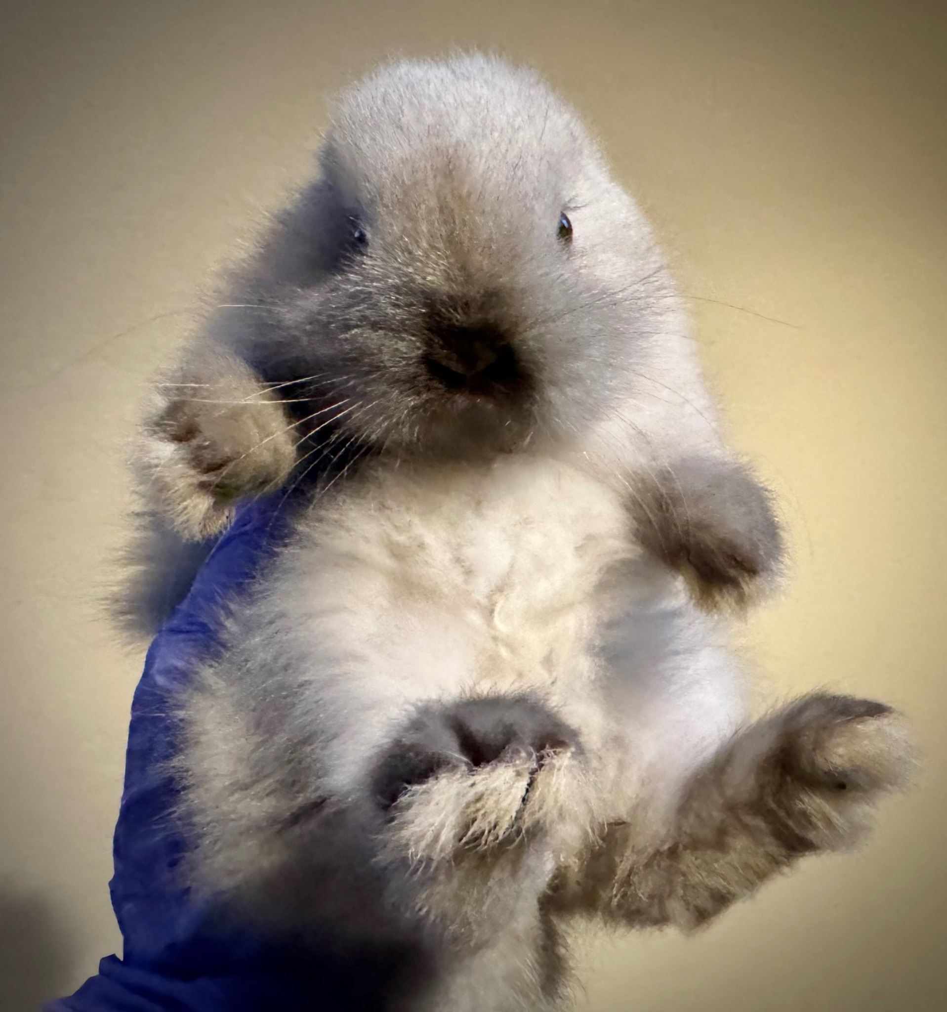 Down The Rabbit Hole Netherland Dwarf California Co Op Rabbitry