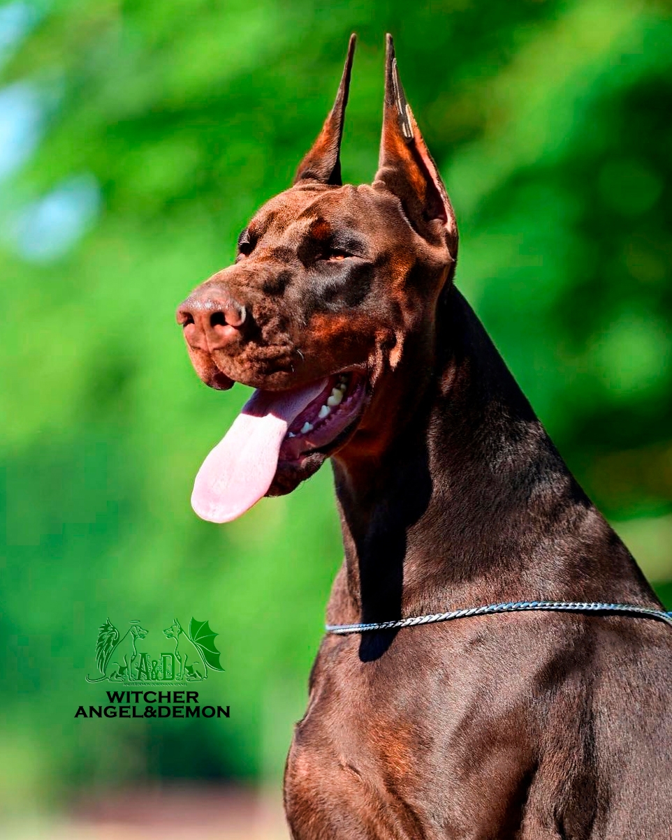 #dogosalemanes #grandanes #cachorros #dogoalemanarlequin #dogoaleman ...