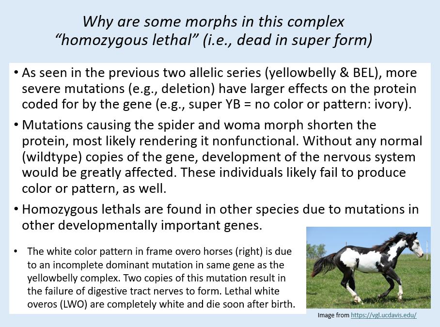 Ball Python Genetics Canada | Montreal QC