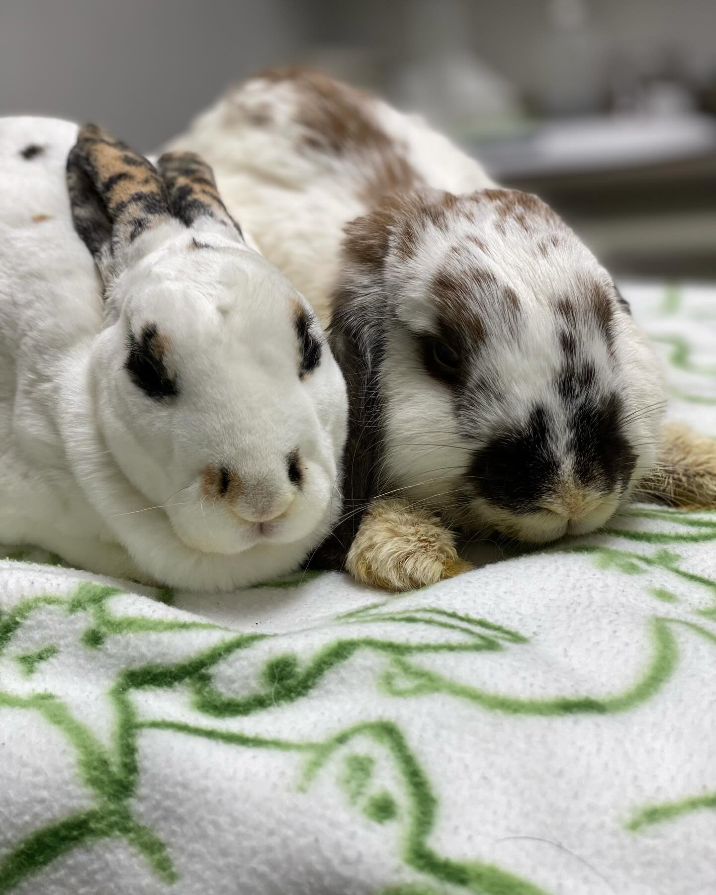 I am... - Romeo Rabbit Rescue 501c3 Non-Profit Corporation | Facebook