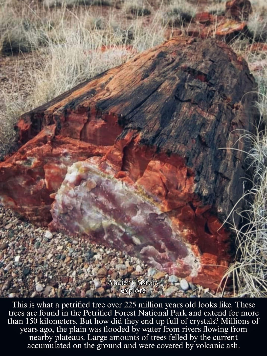 Ancient - Petrified wood is a remarkable natural phenomenon that offers ...