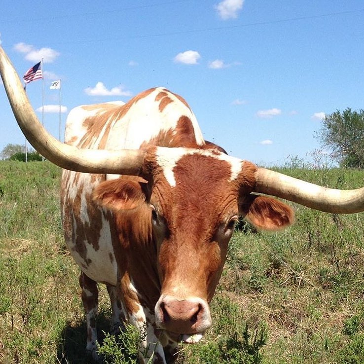 King Ranch - The great cattle driving era lasted for... | Facebook