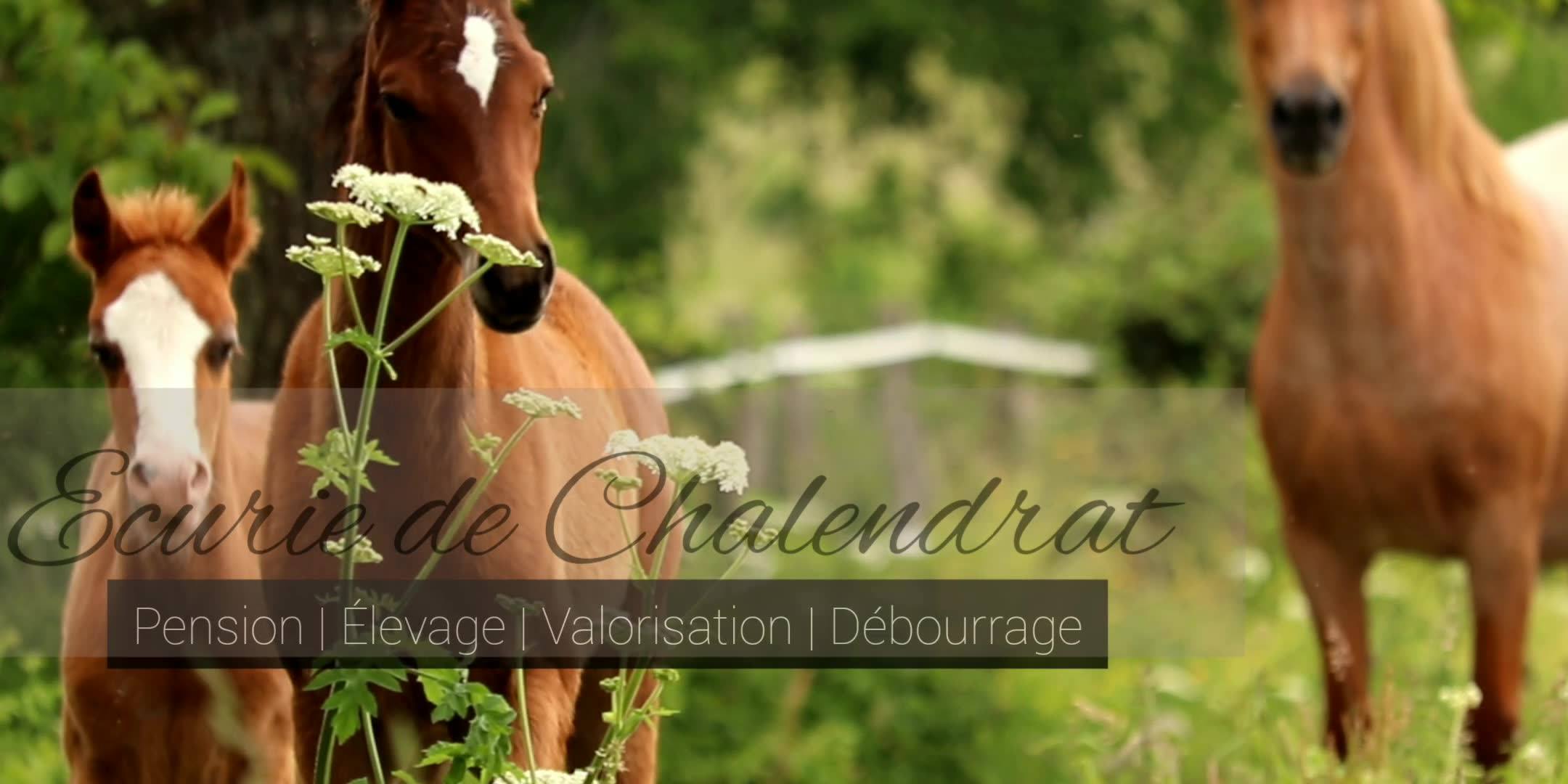 Caroline Bourgier - Achat/Vente et Valorisation du cheval added a new ...