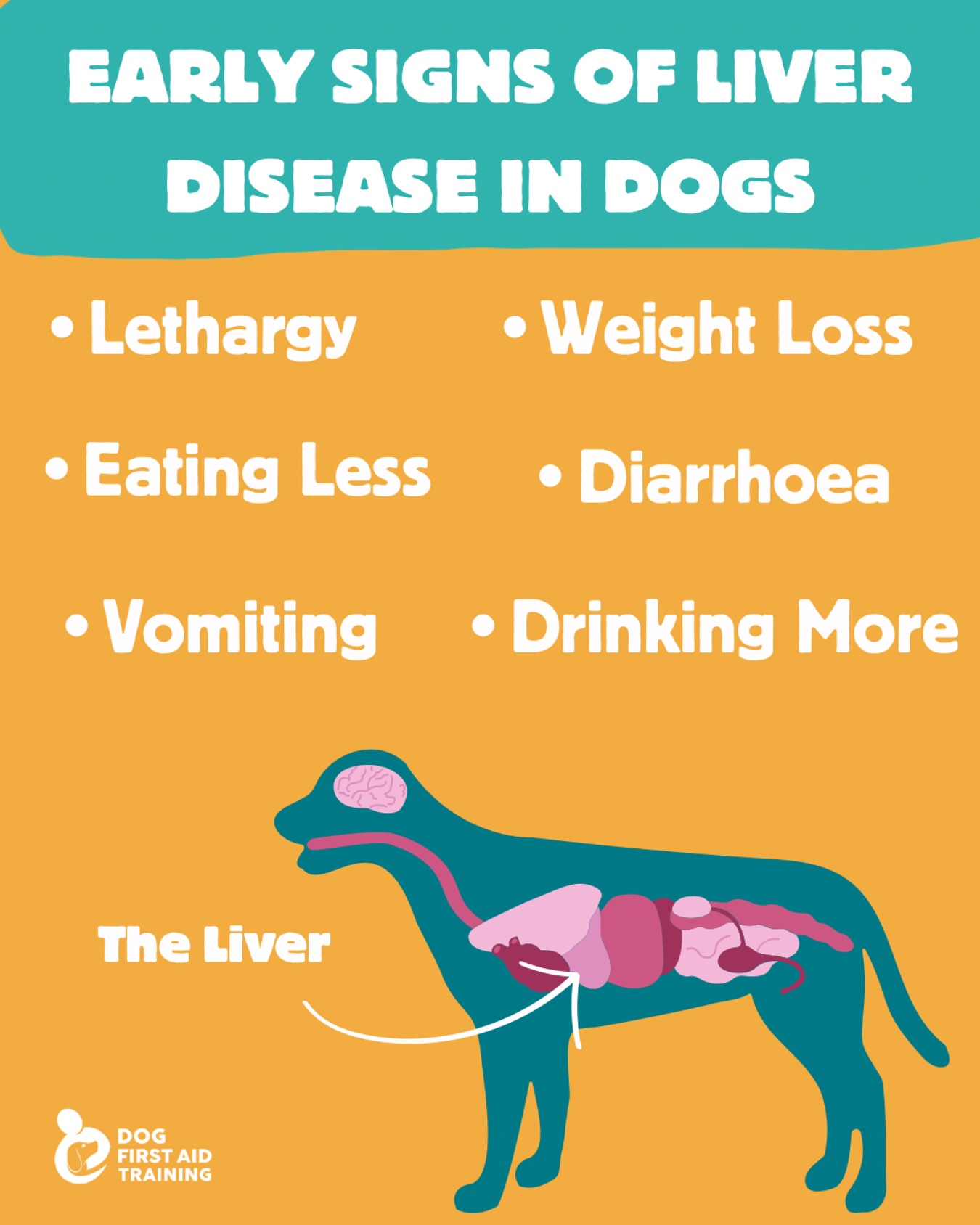 Picture of Dog - ️LIVER DISEASE IN DOGS ️ The liver is a very important organ with ...