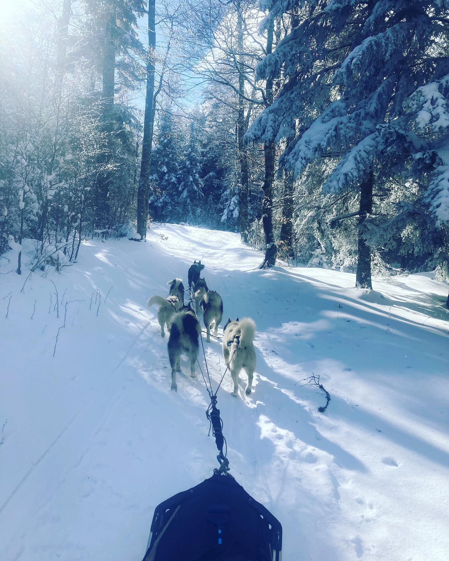Chien De Traineau La Chapelle En Vercors