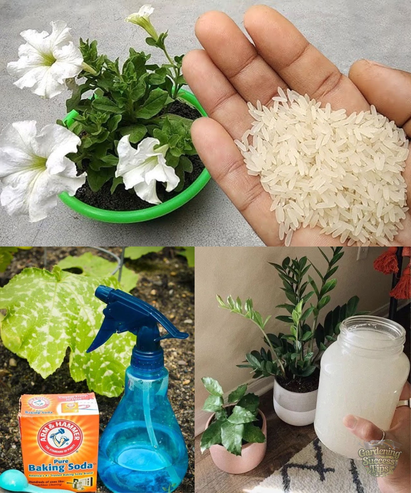 Gardening - Discover the benefits of rice and baking soda water for ...