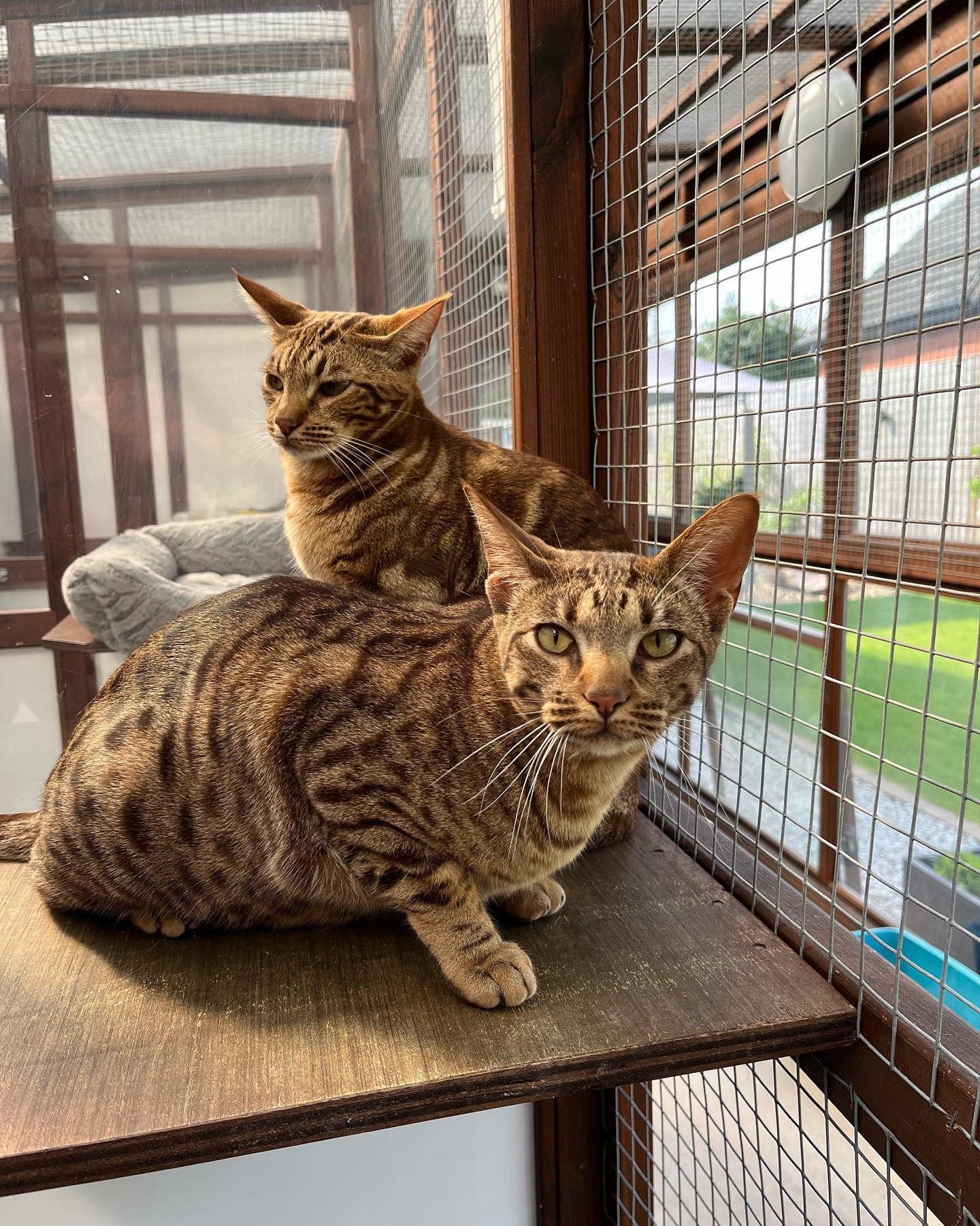 The Forge Cattery | Worcester