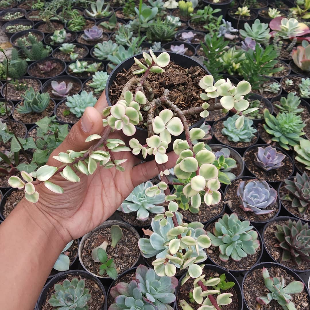 Kaktus rizki - happy shopping Menyediakan berbagai macam...