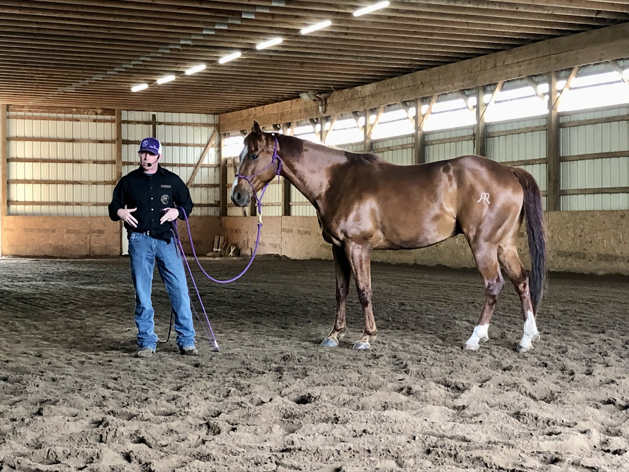 Steer Halter Breaking Techniques