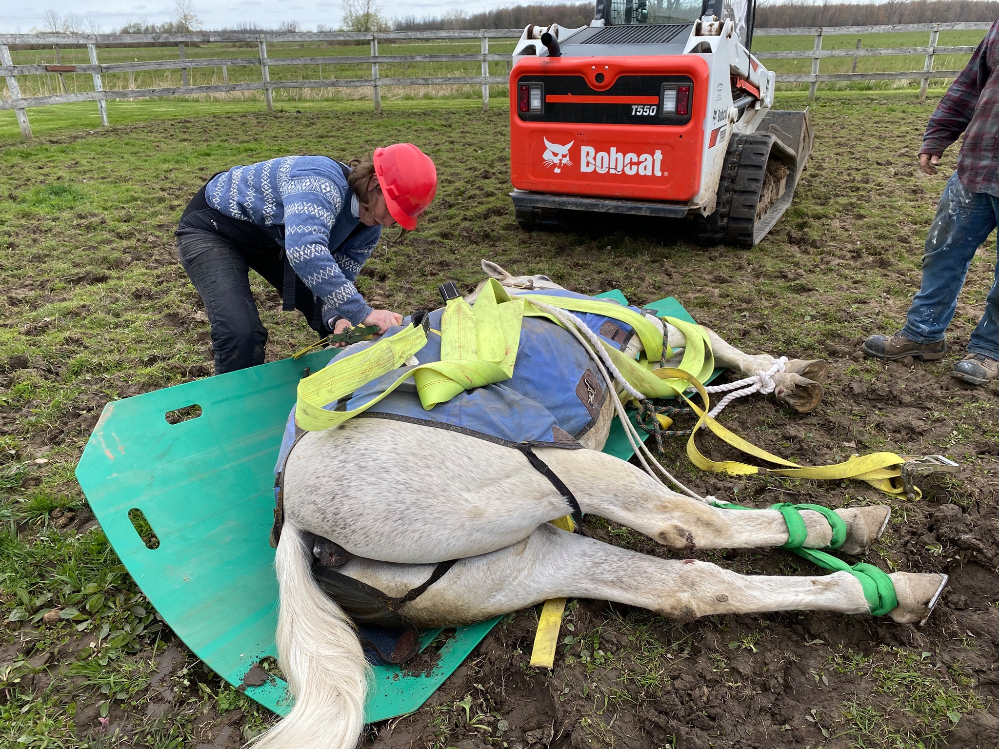 Equine Emergency Rescue Services, Inc. 501c3 | Clarence NY