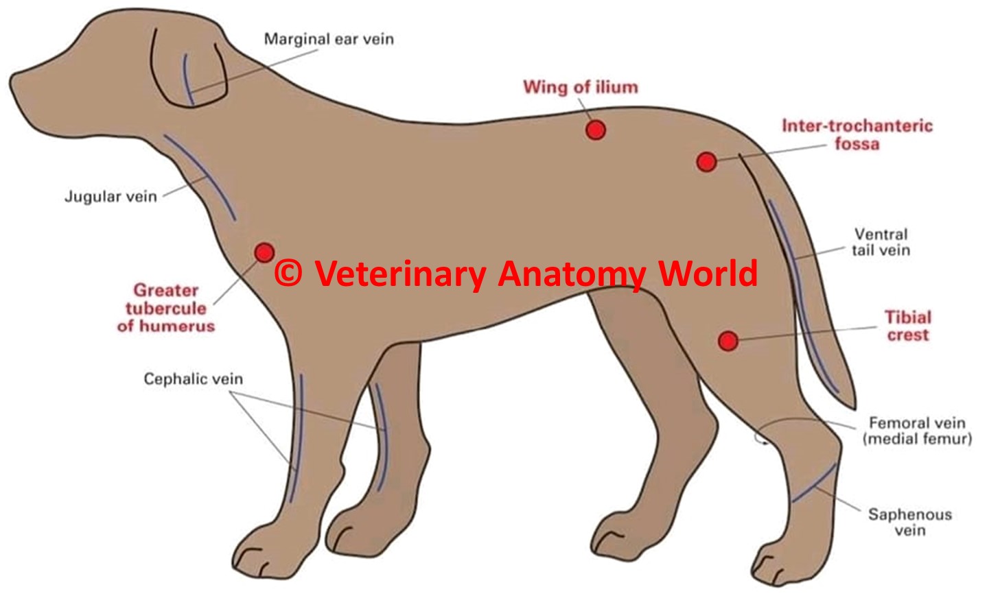 Sites of intravenous injection in dog