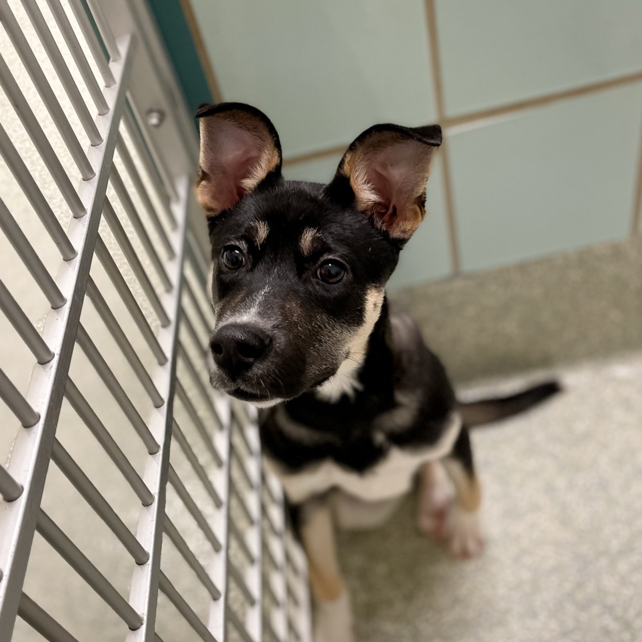Meet Serena ♥ This beautiful girl with the cutest fluffy ears  