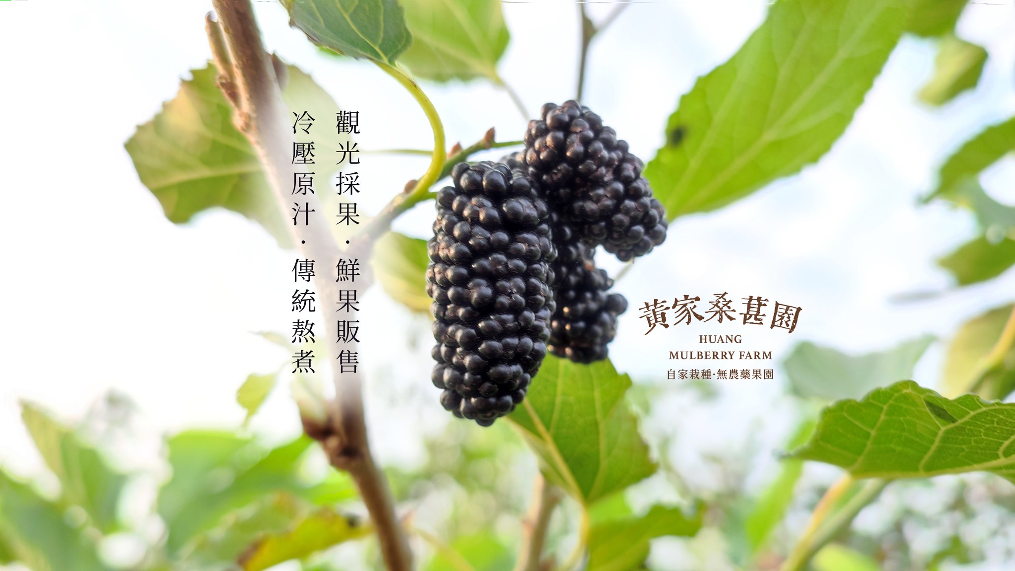 黃家桑椹園 | Tainan