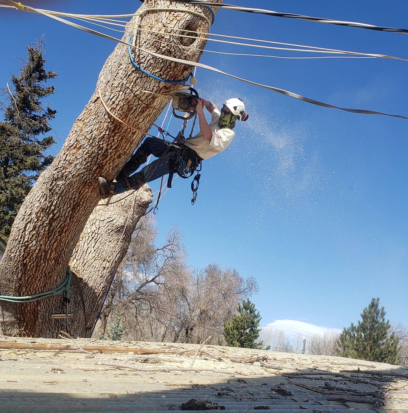 Big Tree Maintenance L.L.C... - Big Tree Maintenance L.L.C