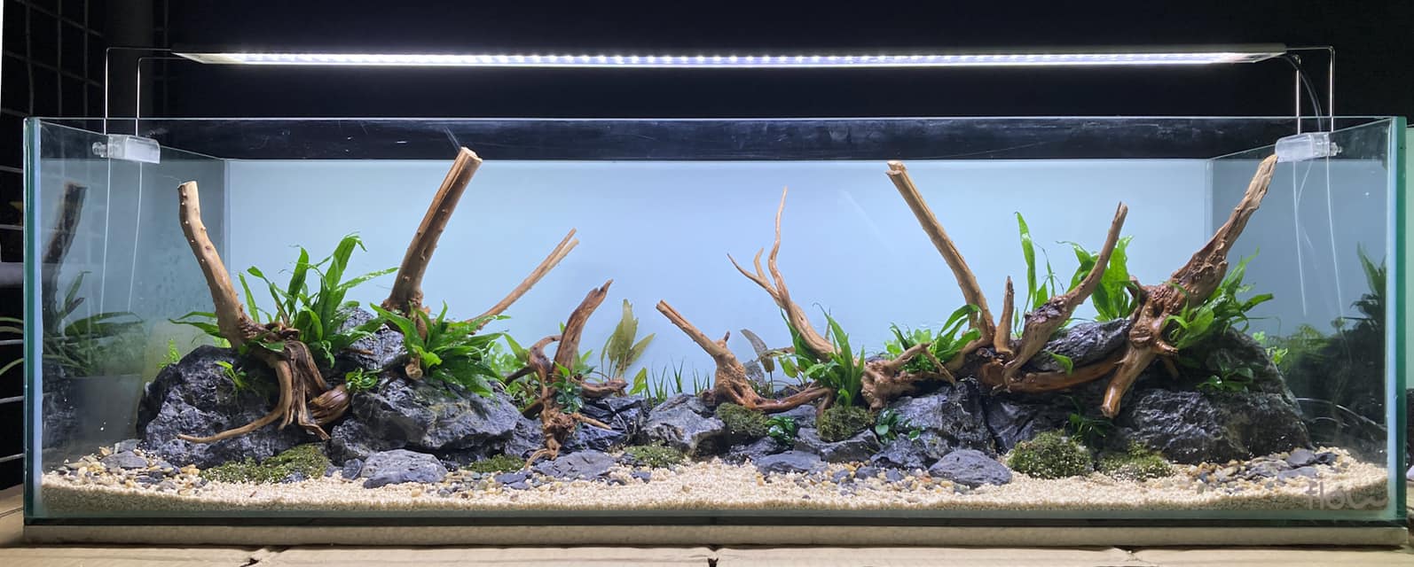 Flow - Latest project. A 90gallon tank with aquascape. 🔸 Specs: * Tank ...