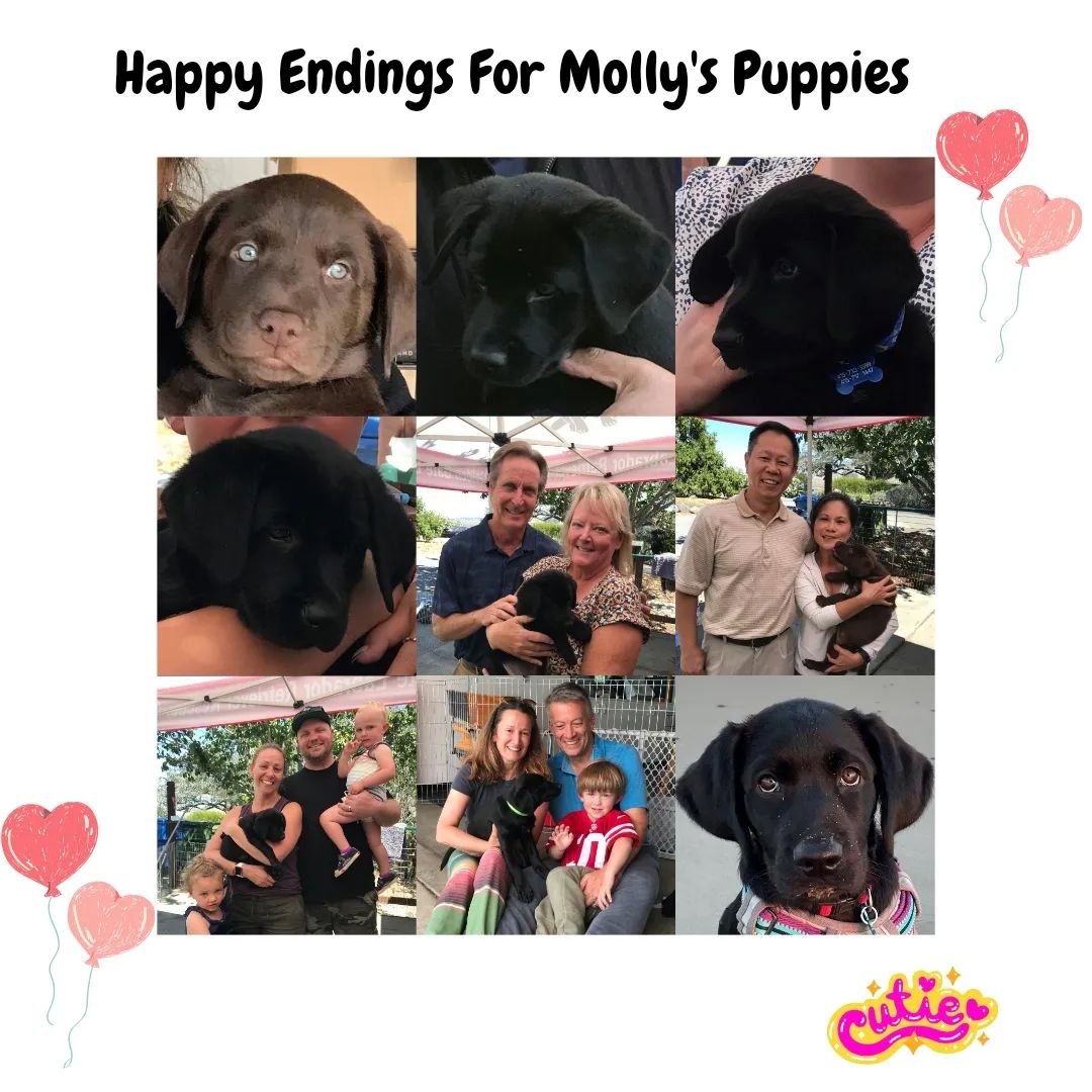 Happy Endings for... - Golden Gate Labrador Retriever Rescue