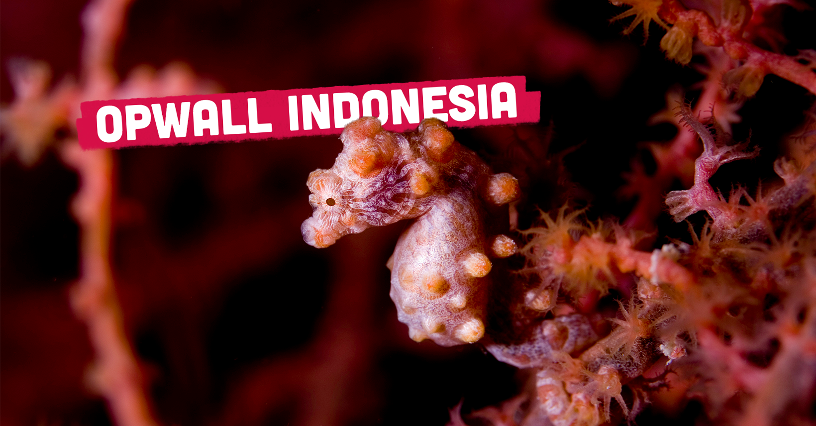 Opwall Indonesia 2023 | Facebook
