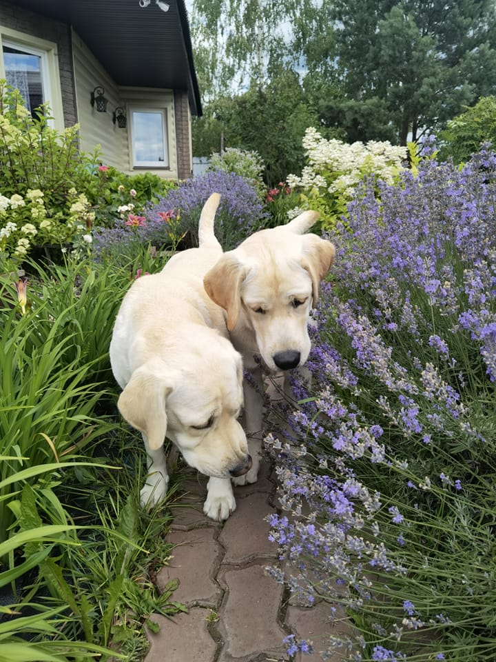 utah_land_labrador